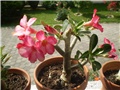 adenium